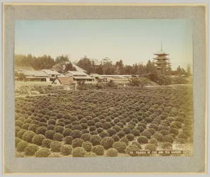 Pagoda Tōji i Ogród Herbaciany, Kioto, Japonia (zdjęcie ręcznie kolorowane czarno-białe)
