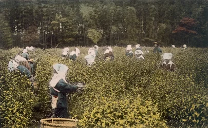 Kobiety zbierające herbatę z nadzorcą płci męskiej, lata 90. XIX wieku.