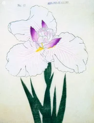 Płytki. -Kasumi Arimura. 43, 1898 r