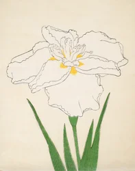 Bandai-Nie, 1