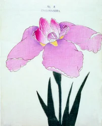 Enuno. -Sora, z. 8, 1898 r