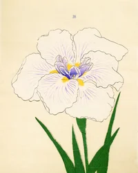 Manozuru, z. 28, 1890 r