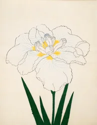 Z Morono. 97, 1890 r