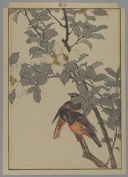 Dwa ptaki z białymi kwiatami, okres Meiji, 1892 (kolorowa odbitka drzeworytnicza)