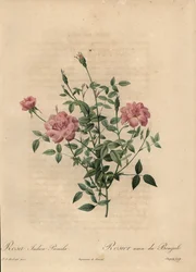 Różowa miniaturowa róża chińska, Rosa chinensis.