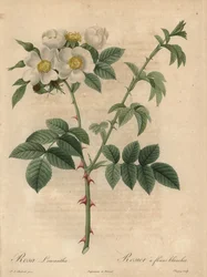 Biała róża, Rosa leucantha.