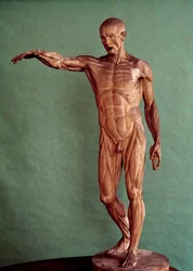 Anatomia człowieka. Écorché