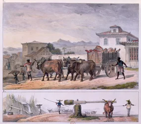 Transportowanie mięsa i oswajanie wołu