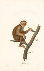 Makak barbarzyński (Simia inuus)