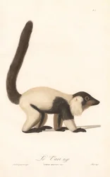 Czarno-biały lemur wari (Lemur macaco)