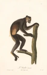 Czarny indri (Indri Niger)