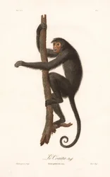 Czarna małpa pająk (Simia paniscus)