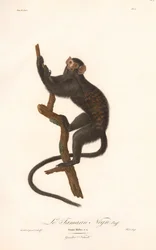 Czarny tamaryn (Simia Midas)