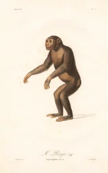 Szympans (Simia troglodytes)