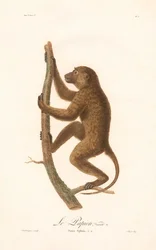 Wspinający się waran gwinejski (Simia Sphinx, odmiana a)