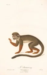 Małpiatka zwyczajna (Simia sciurea)
