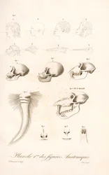 Anatomia porównawcza naczelnych, plansza pierwsza