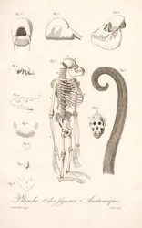 Anatomia porównawcza naczelnych, druga płyta