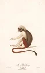Tamaryna bawełniana (Simia Oedipus)