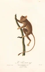 Tarsier Daubentona (Tarsius daubentoni)