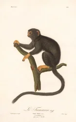 Tamaryna złotoręka (Simia Midas)