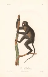 Małpa czubata (Simia nictitans)