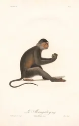 Małpka Grivet (Simia aethiops)