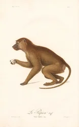 Pawian gwinejski (Simia Sphinx)