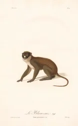 Małpa czubata (Simia petaurista)