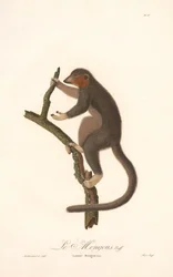 Lemur mangusta (Lemur Mongoz)
