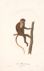 Małpa wąsata (Simia cephus)