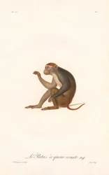 Małpka Patas (Simia Patas)