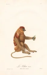 Małpa człekokształtna (Simia nazica)