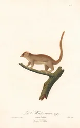 Lemur karłowaty (Lemur pusillus)
