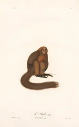 Wyjec czerwony (Simia pithecia)