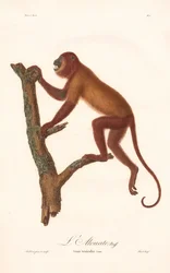 Wyjec czerwony (Simia seniculus)