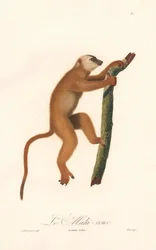 Lemur czerwony (Lemur rufus)
