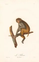 Makak rezus (Simia Rhesus)