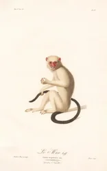 Marmozeta srebrzysta (Simia argentata)