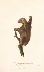 Lemur plamisty (Galeopithecus variegatus)