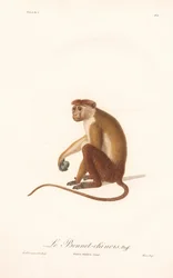 Makak Toque (Simia sinica)