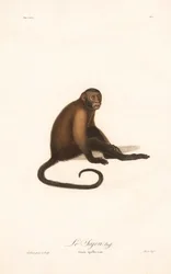 Kapucynka czubata (Simia apella)