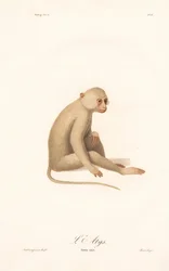Gibbon białoręki (Simia alys)