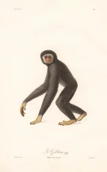 Gibbon białoręki (Simia lar)