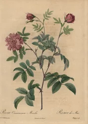 Różowa róża cynamonowa, Rosa majalis.