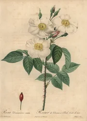 Biała róża damasceńska, Rosa x damascena.