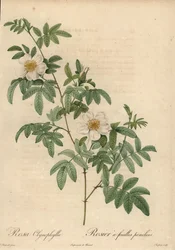 Biała róża, Rosa clynophylla.