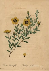 Żółta róża, Rosa berberifolia.