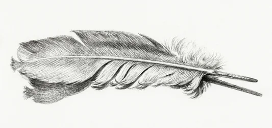 Pióro