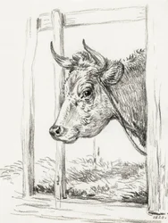 Głowa krowy (1820)